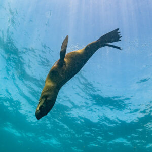 Cape fur seal silhouette diving from bright surface, vertical view, Stilbaai, Western Cape, South Africa