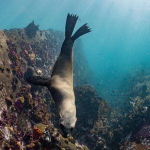 Cape fur seal plunging head-down toward reef in sun rays, Stilbaai, Western Cape, South Africa