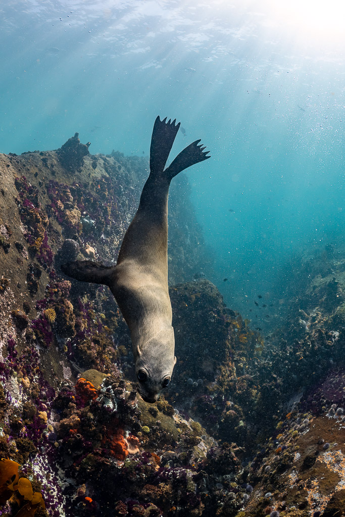 Cape fur seal plunging head-down toward reef in sun rays, Stilbaai, Western Cape, South Africa