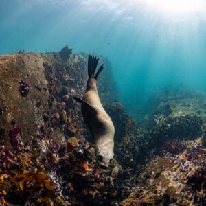 Cape fur seal diving down rocky wall with tail flippers up, Stilbaai, Western Cape, South Africa