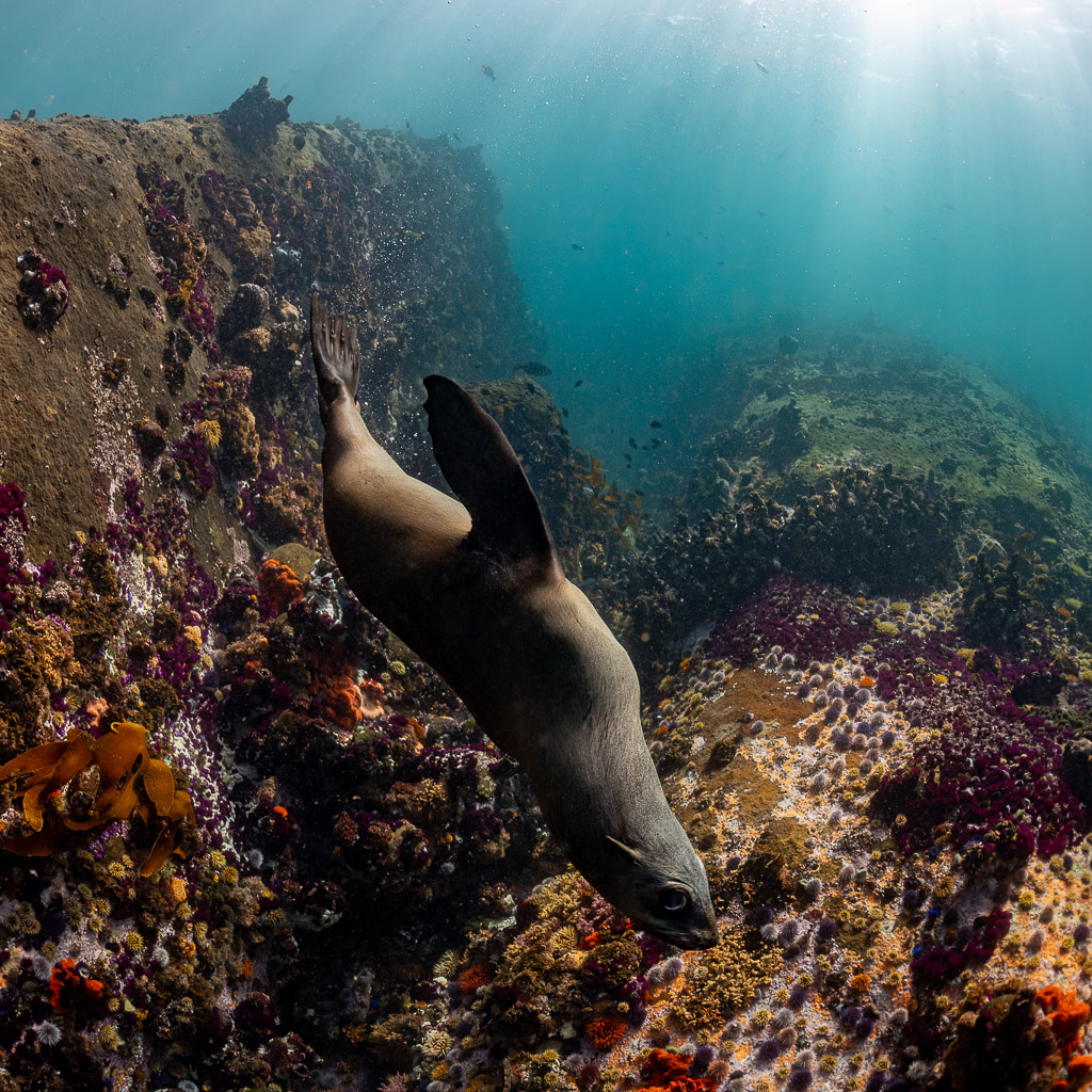 Cape fur seal diving diagonally along encrusted rock wall, Stilbaai, Western Cape, South Africa