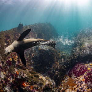 Cape fur seal leaving a bubble trail above reef in sun rays, Stilbaai, Western Cape, South Africa