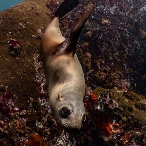 Cape fur seal close to colourful reef looking up at camera, Stilbaai, Western Cape, South Africa