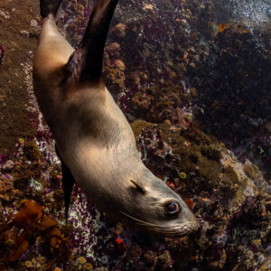 Close-up of Cape fur seal descending rock face, eye on camera, Stilbaai, Western Cape, South Africa