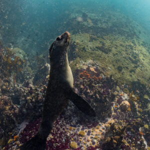 Otarie à fourrure du Cap dressée sur le récif, museau levé, Stilbaai, Cap-Occidental, Afrique du Sud