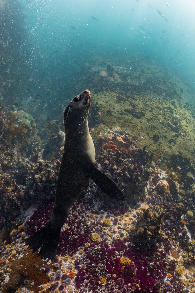 Otarie à fourrure du Cap dressée sur le récif, museau levé, Stilbaai, Cap-Occidental, Afrique du Sud