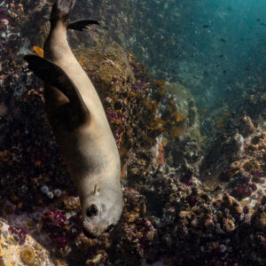 Cape fur seal head-down among encrusted rocks, vertical view, Stilbaai, Western Cape, South Africa