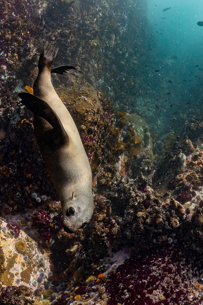 Cape fur seal head-down among encrusted rocks, vertical view, Stilbaai, Western Cape, South Africa