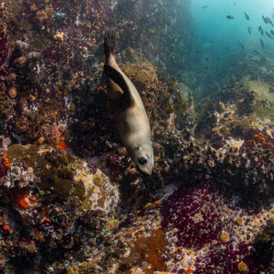 Cape fur seal head-down on reef beneath a school of fish, Stilbaai, Western Cape, South Africa
