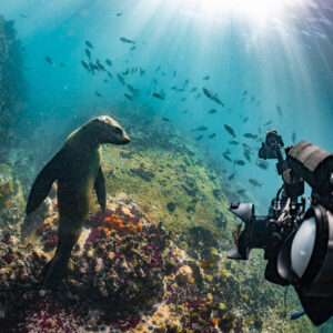 Cape fur seal facing underwater camera rig under sun rays and fish, Stilbaai, Western Cape, South Africa