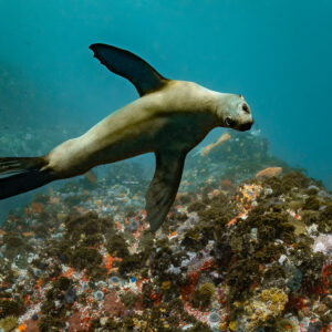 Cape fur seal gliding over orange-sponge reef, flippers spread, Stilbaai, Western Cape, South Africa