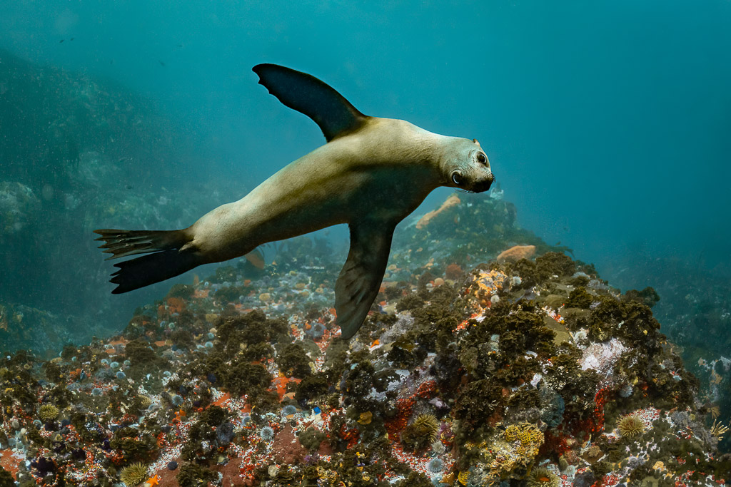 Cape fur seal gliding over orange-sponge reef, flippers spread, Stilbaai, Western Cape, South Africa