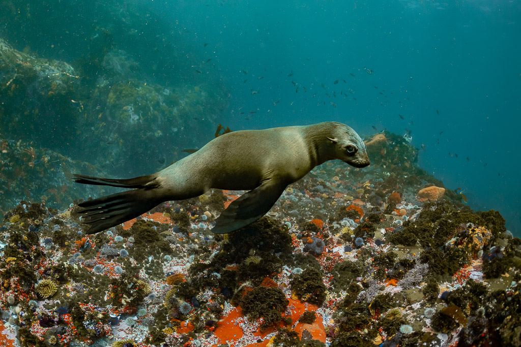 Otarie à fourrure du Cap nageant au ras du récif, de profil, Stilbaai, Cap-Occidental, Afrique du Sud