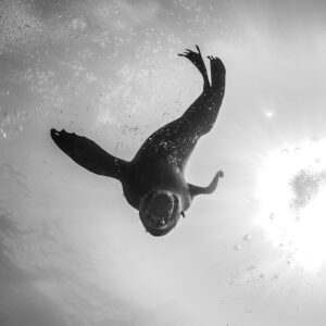 Black and white Cape fur seal diving toward camera against bright surface, Stilbaai, Western Cape, South Africa