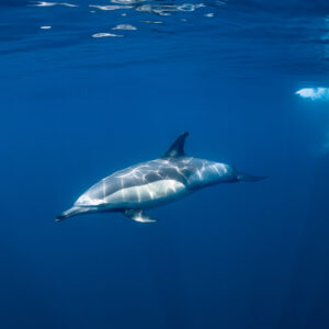 Dauphin commun nageant dans le grand bleu, un autre en surface, Stilbaai, Cap-Occidental, Afrique du Sud