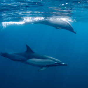 Deux dauphins communs, l’un crevant la surface dans les bulles, Stilbaai, Cap-Occidental, Afrique du Sud