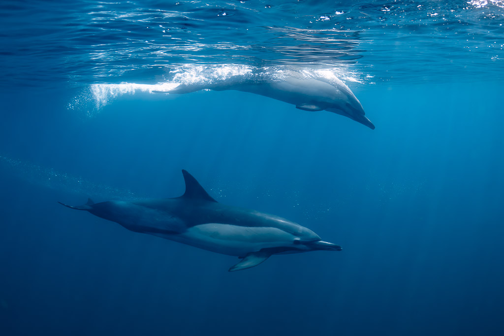 Two common dolphins, one breaking the surface in bubbles, Stilbaai, Western Cape, South Africa