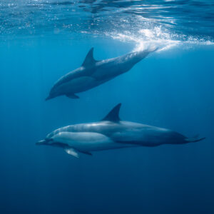 Deux dauphins communs nageant en tandem sous les bulles de surface, Stilbaai, Cap-Occidental, Afrique du Sud