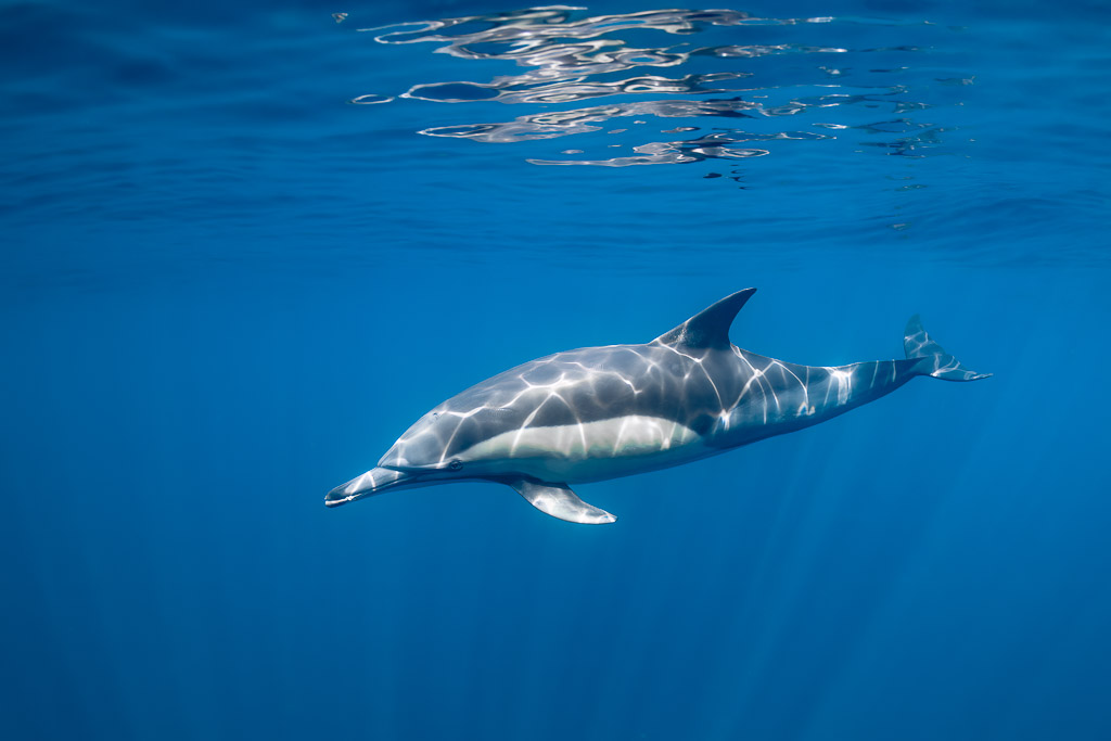 Lone common dolphin cruising below rippled surface with light patterns, Stilbaai, Western Cape, South Africa