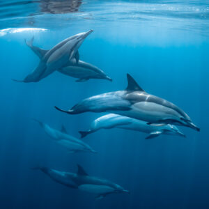 Groupe de six dauphins communs nageant ensemble dans le bleu, Stilbaai, Cap-Occidental, Afrique du Sud