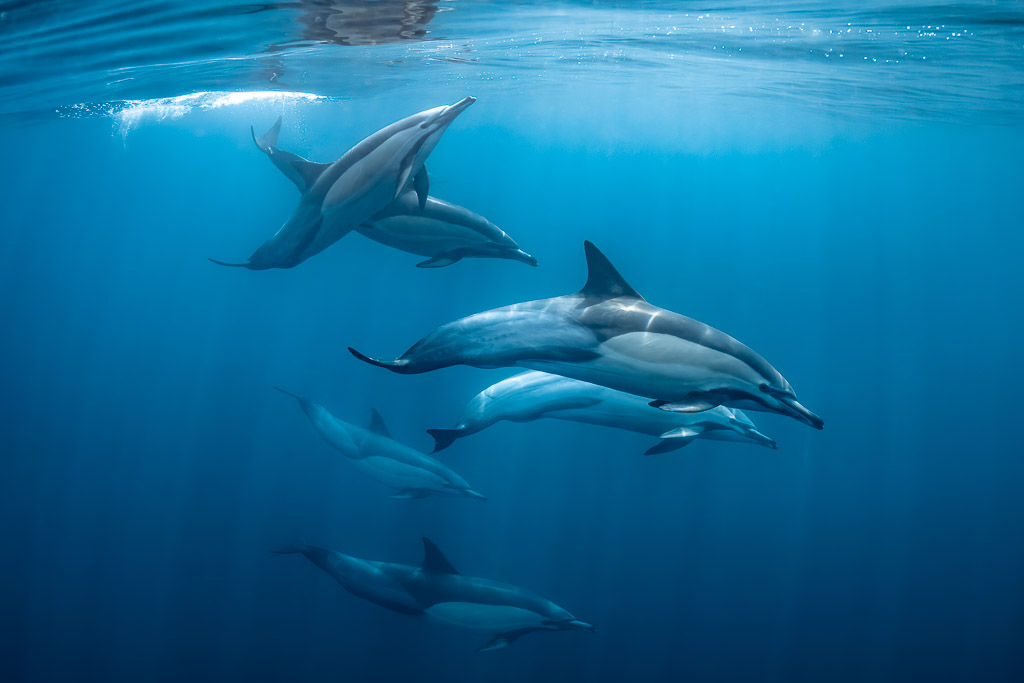 Group of six common dolphins swimming together in blue water, Stilbaai, Western Cape, South Africa