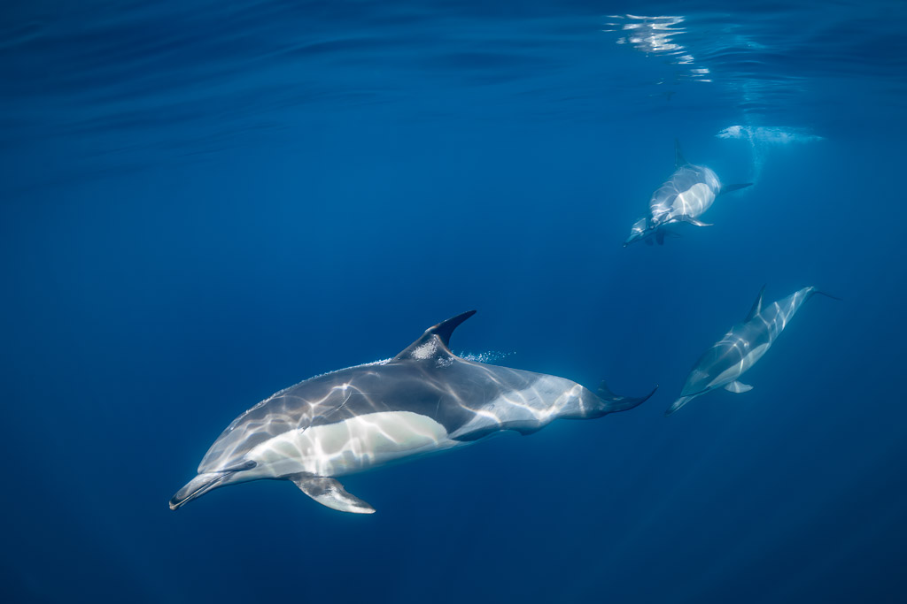 Common dolphin gliding with light ripples on its back, others behind, Stilbaai, Western Cape, South Africa