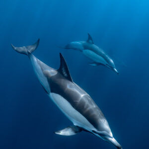 Deux dauphins communs descendant dans le bleu, format vertical, Stilbaai, Cap-Occidental, Afrique du Sud