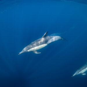 Dauphin commun nageant avec un second dauphin en contrebas, Stilbaai, Cap-Occidental, Afrique du Sud