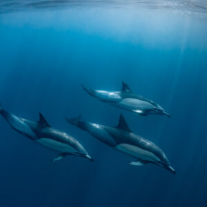 Trio de dauphins communs nageant dans le grand bleu sous la surface, Stilbaai, Cap-Occidental, Afrique du Sud
