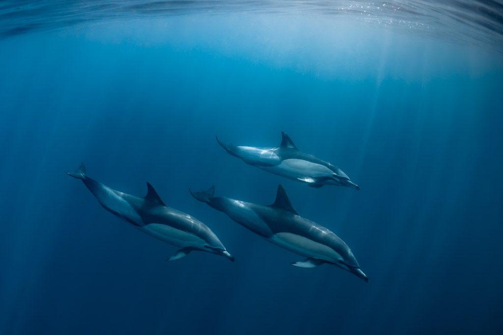 Trio of common dolphins swimming in deep blue under the surface, Stilbaai, Western Cape, South Africa