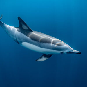 Close side profile of common dolphin showing hourglass pattern, Stilbaai, Western Cape, South Africa