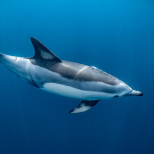 Dauphin commun de profil, aileron ensoleillé et queue relevée, Stilbaai, Cap-Occidental, Afrique du Sud