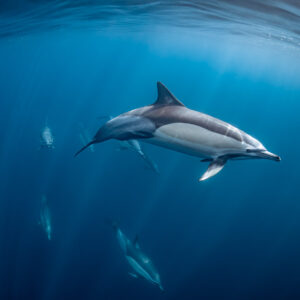 Common dolphin crossing frame with pod spread out below, Stilbaai, Western Cape, South Africa