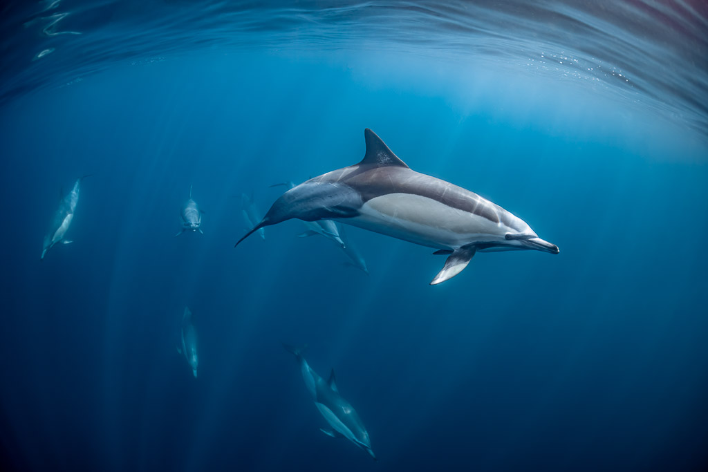 Dauphin commun traversant le cadre, le groupe dispersé en dessous, Stilbaai, Cap-Occidental, Afrique du Sud