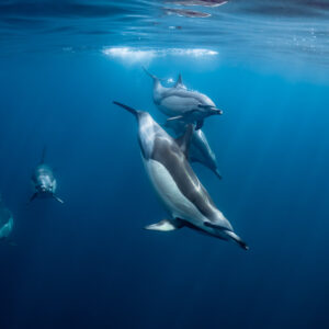 Cluster of common dolphins with one rolling on its side, Stilbaai, Western Cape, South Africa