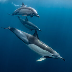 Three common dolphins in a descending line, vertical view, Stilbaai, Western Cape, South Africa