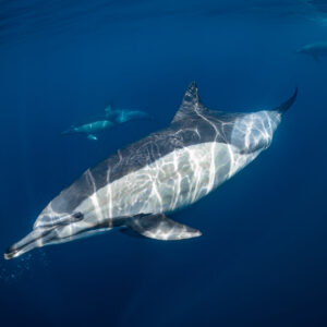 Dauphin commun roulant et montrant son flanc moucheté de lumière, Stilbaai, Cap-Occidental, Afrique du Sud