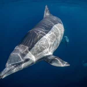 Close-up of common dolphin passing with light patterns on skin, Stilbaai, Western Cape, South Africa