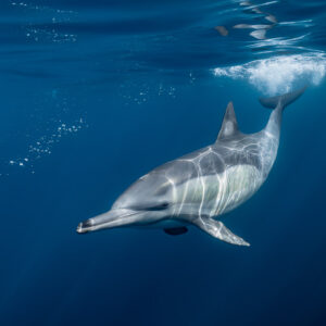 Dauphin commun et traînée de bulles sous une gerbe en surface, Stilbaai, Cap-Occidental, Afrique du Sud