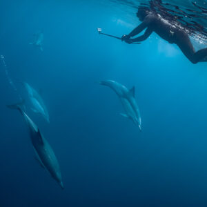 Nageur en apnée avec perche caméra au-dessus de dauphins communs qui plongent, Stilbaai, Cap-Occidental, Afrique du Sud