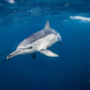 Dauphin commun près de la surface, un autre descendant à droite, Stilbaai, Cap-Occidental, Afrique du Sud