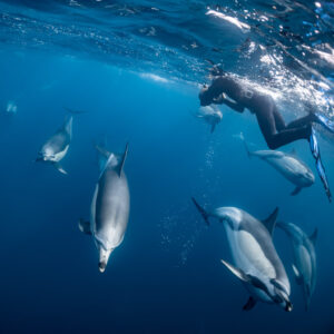 Nageur en surface au-dessus d’un groupe de dauphins communs, format vertical, Stilbaai, Cap-Occidental, Afrique du Sud