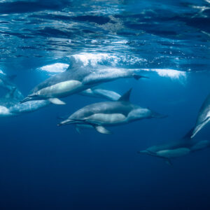 Groupe de dauphins communs nageant juste sous la surface agitée, Stilbaai, Cap-Occidental, Afrique du Sud