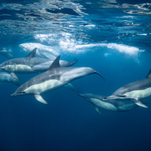 Common dolphins swimming in a tight line under the surface, Stilbaai, Western Cape, South Africa