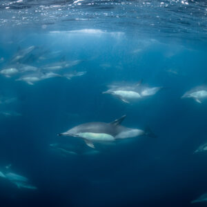 Grand groupe de dauphins communs dispersé dans le bleu, Stilbaai, Cap-Occidental, Afrique du Sud
