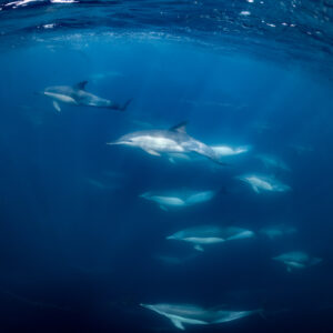 Common dolphins stacked in layers in deep blue, vertical view, Stilbaai, Western Cape, South Africa