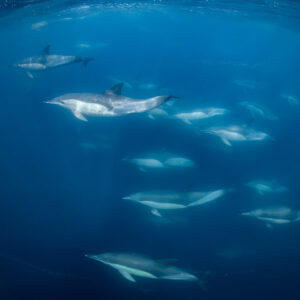 Groupe de dauphins communs étagé à plusieurs profondeurs, Stilbaai, Cap-Occidental, Afrique du Sud