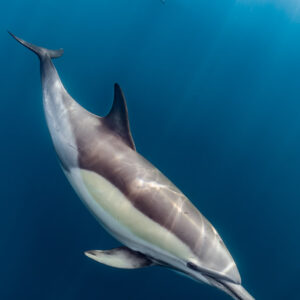 Dauphin commun plongeant tête en bas, ventre clair visible, format vertical, Stilbaai, Cap-Occidental, Afrique du Sud