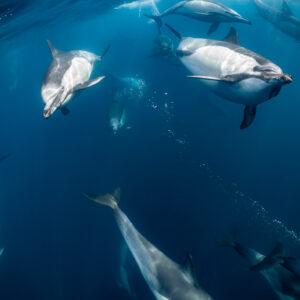 Common dolphins seen from below diving in all directions, Stilbaai, Western Cape, South Africa