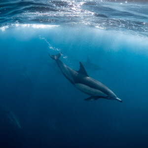 Dauphin commun descendant sous la surface lumineuse, d’autres estompés, Stilbaai, Cap-Occidental, Afrique du Sud